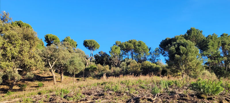 06 For sale: Land Plot in La Zagaleta | Henger Immobilien Real Estate