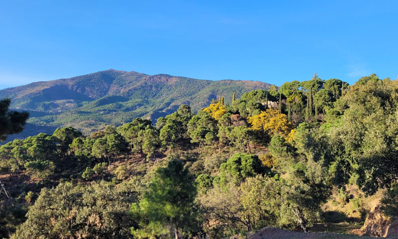 07 For sale: Land Plot in La Zagaleta | Henger Immobilien Real Estate